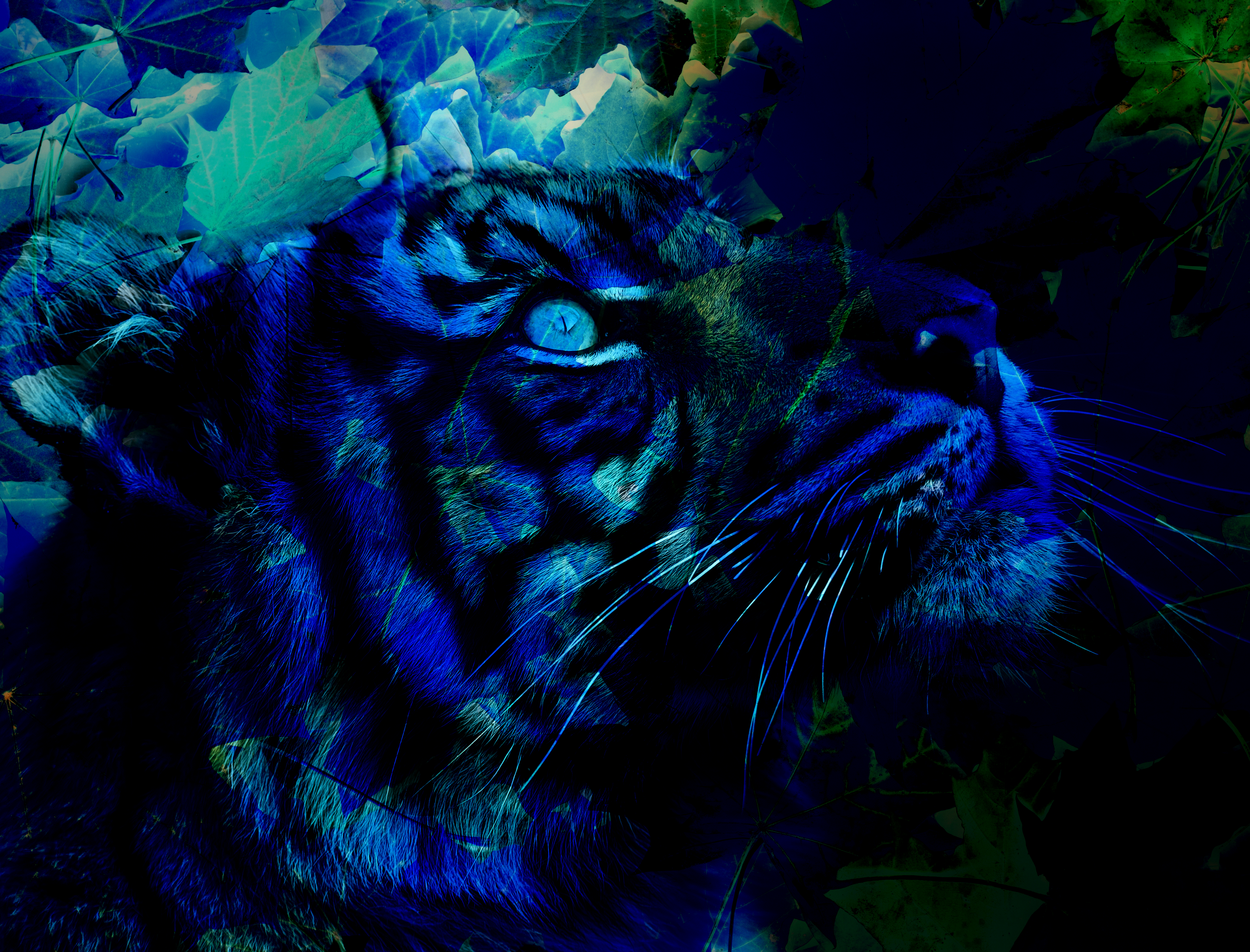 image of a tiger with a blue overlay